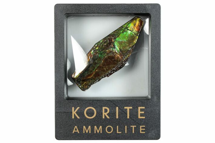 Iridescent Ammolite (Fossil Ammonite Shell) - Rainbow Colors #293303